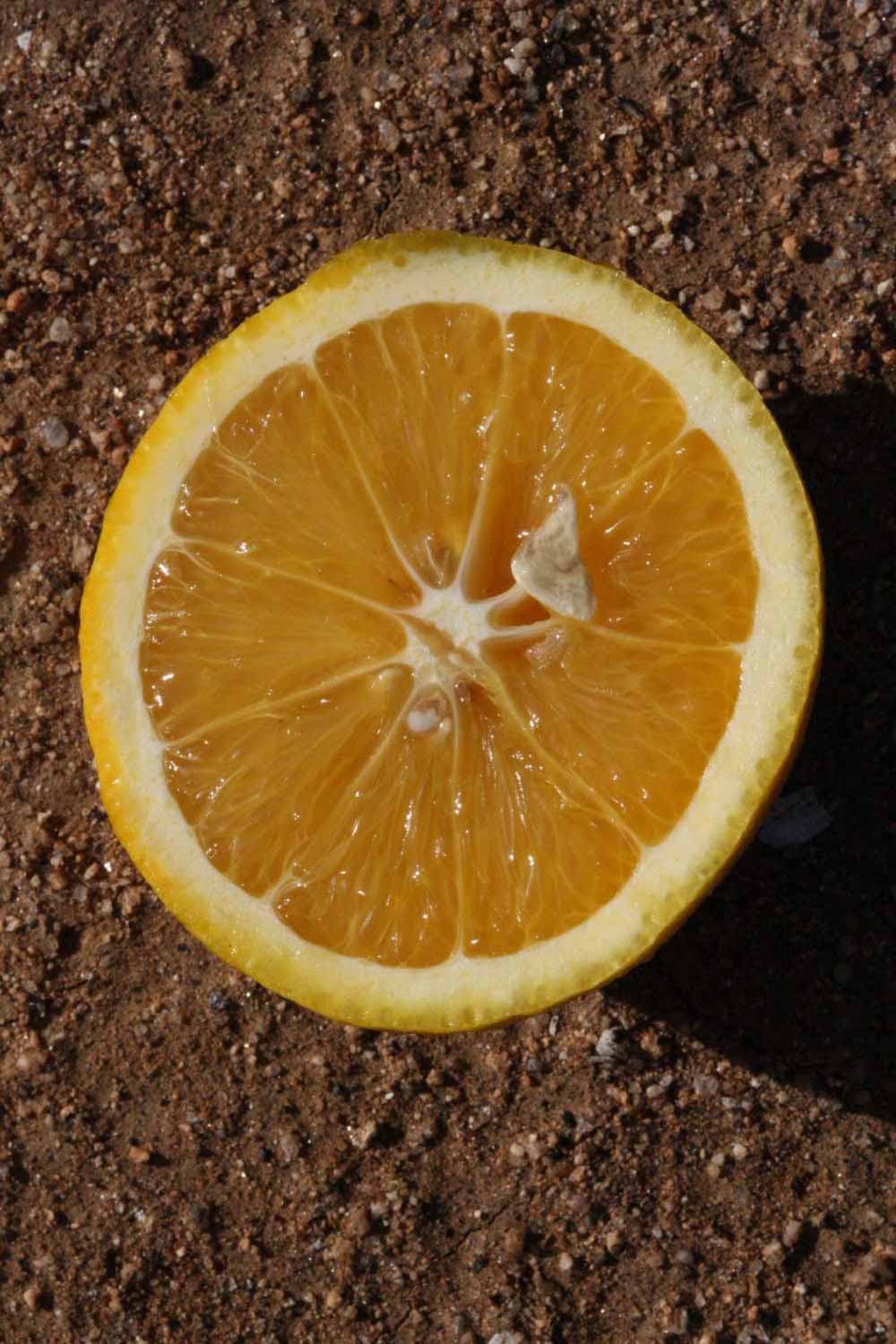              Fruit cross-section (Riverside, CA)       